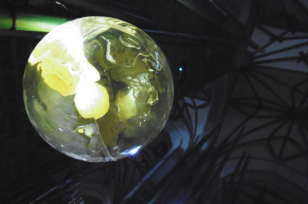 "trzcinowisko" - jajo