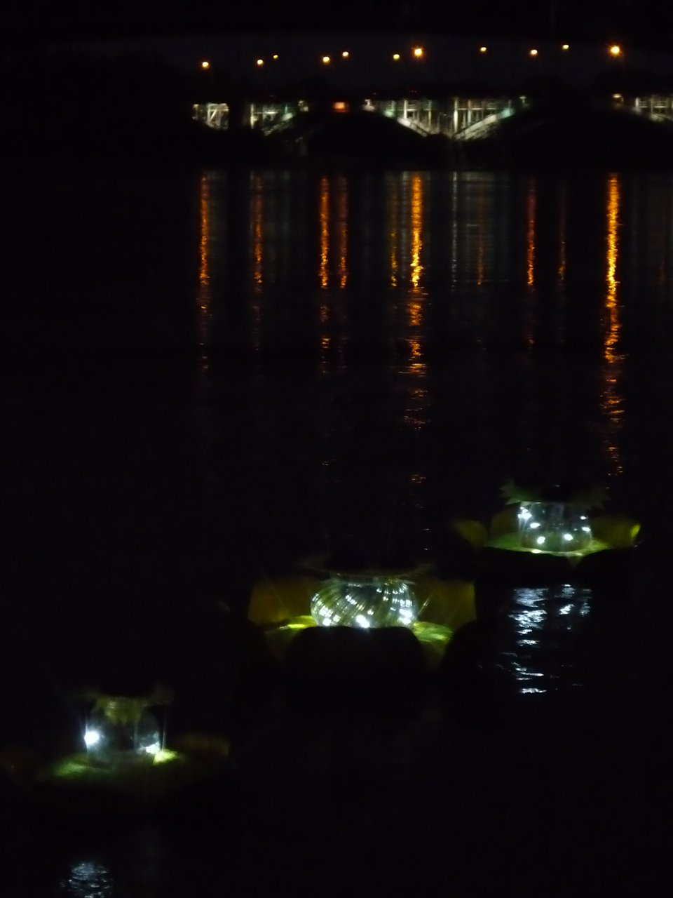 Nuphar mutea solaris