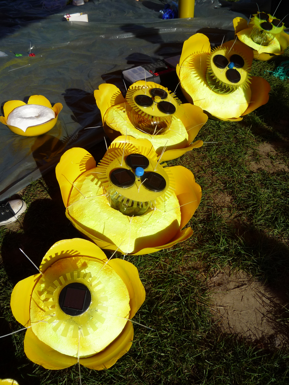 Nuphar mutea solaris