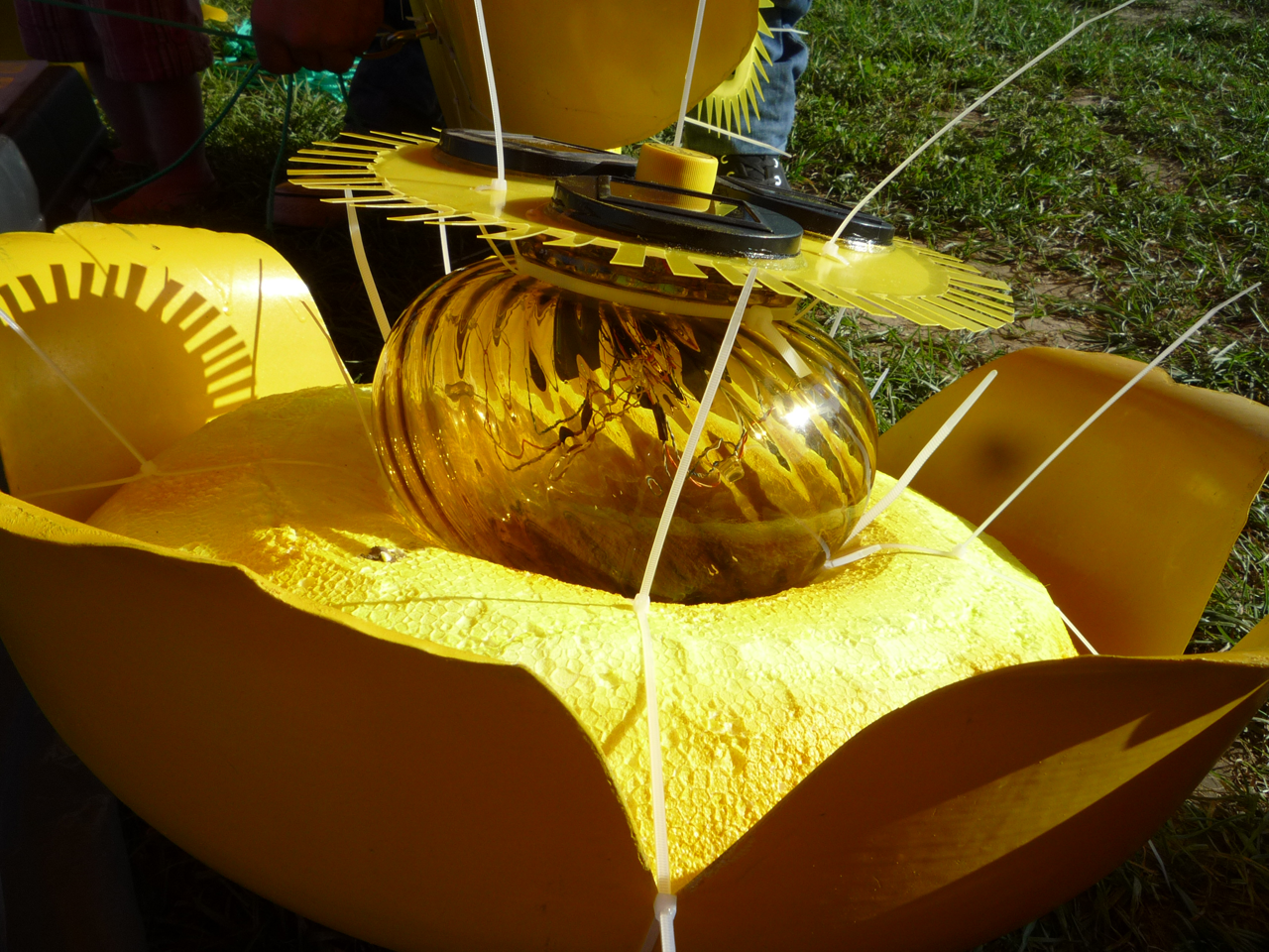 Nuphar mutea solaris