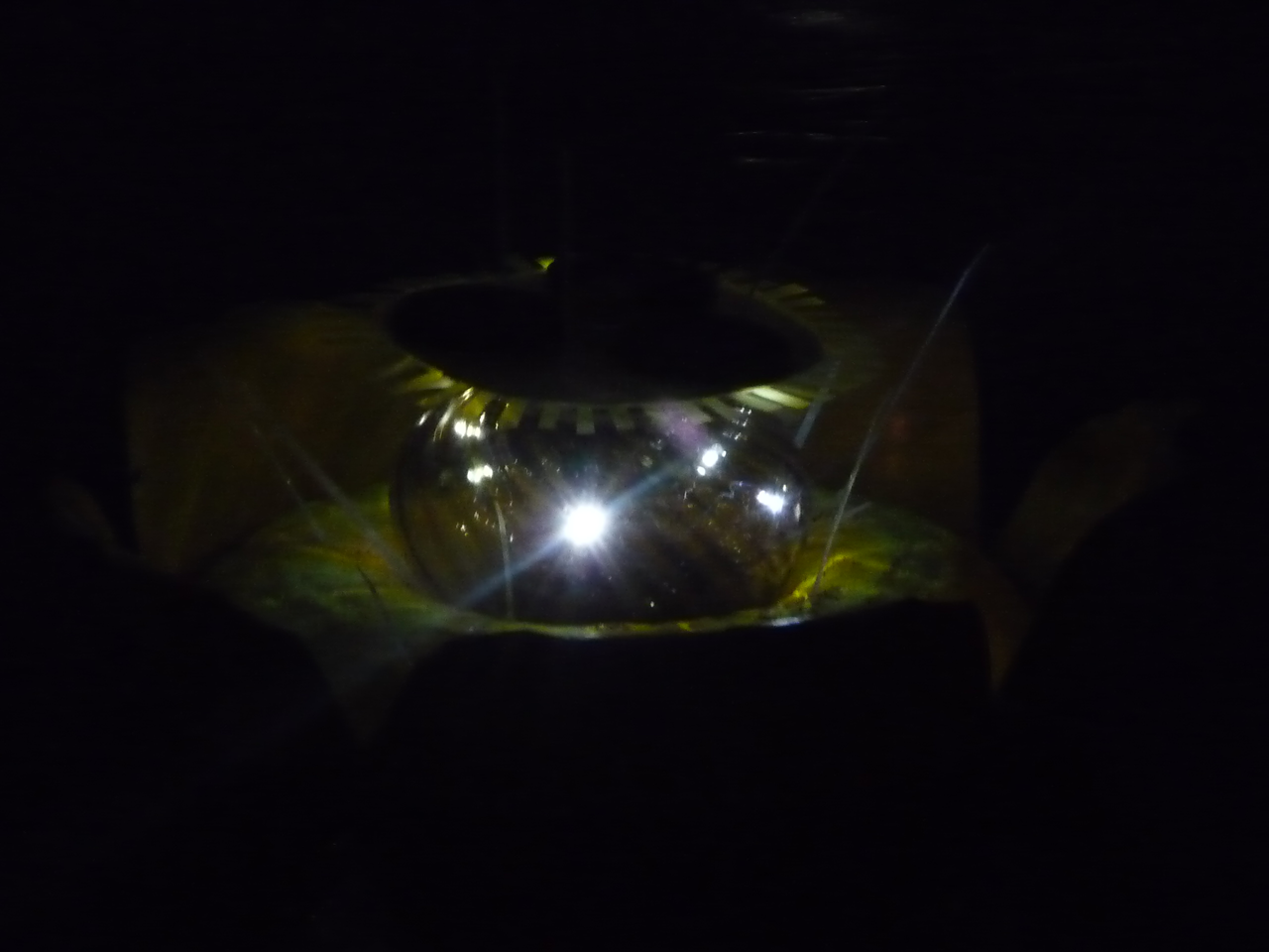 Nuphar mutea solaris